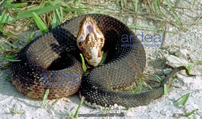 : Florida Cottonmouth playing dead : Florida Cottonmouth playing dead