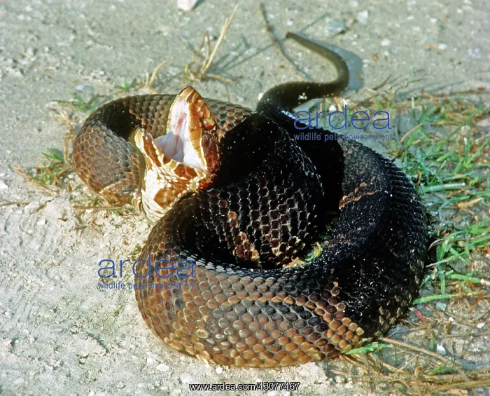 : Florida Cottonmouth playing dead : Florida Cottonmouth playing dead