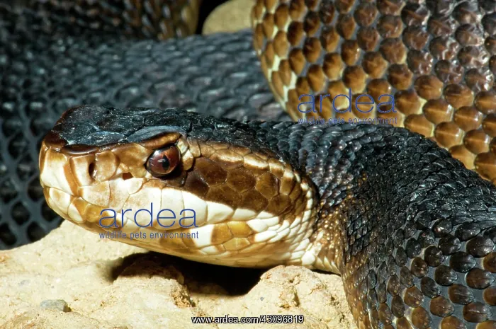 : Florida Cottonmouth Snake : Florida Cottonmouth Snake