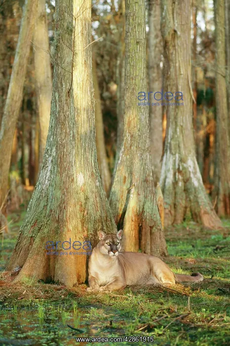 : Florida COUGAR / Mountain Lion / Puma : Florida COUGAR / Mountain Lion / Puma