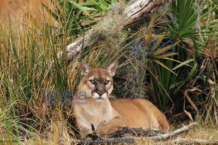 : Florida Cougar / Mountain Lion / Puma : Florida Cougar / Mountain Lion / Puma