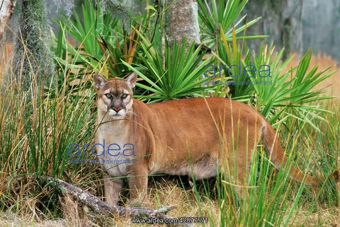 : Florida Cougar / Mountain Lion / Puma : Florida Cougar / Mountain Lion / Puma