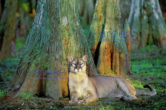 : Florida Cougar / Mountain Lion / Puma : Florida Cougar / Mountain Lion / Puma