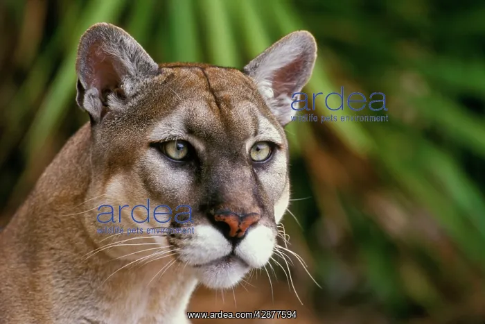 : Florida Cougar / Mountain Lion / Puma : Florida Cougar / Mountain Lion / Puma