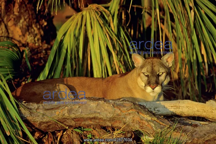 : Florida Cougar / Mountain Lion / Puma : Florida Cougar / Mountain Lion / Puma