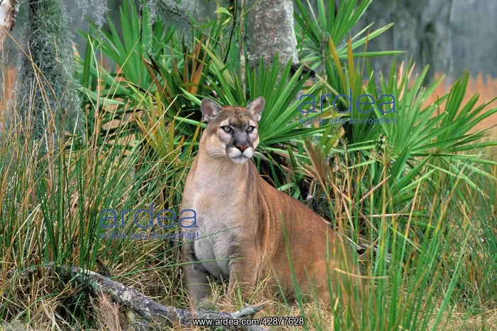 : Florida Cougar / Mountain Lion / Puma : Florida Cougar / Mountain Lion / Puma
