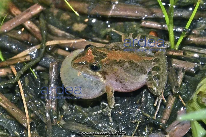 : Florida Cricket Frog : Florida Cricket Frog