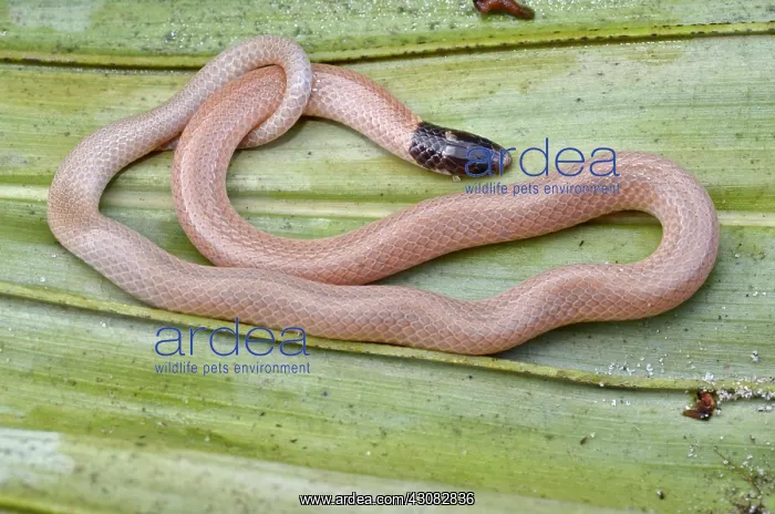 : Florida Crowned Snake : Florida Crowned Snake