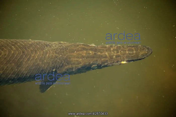 : Florida Gar Fish - can survive in deoxygenated : Florida Gar Fish - can survive in deoxygenated