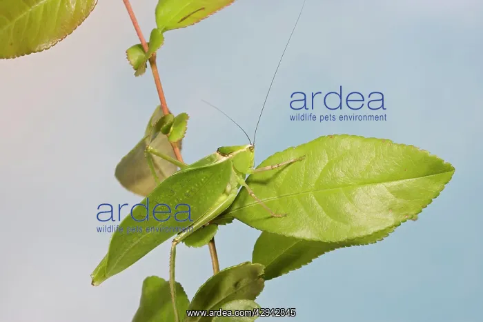 : Florida Giant Katydid - camouflage : Florida Giant Katydid - camouflage