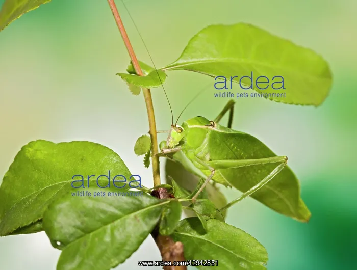 : Florida Giant Katydid - camouflage : Florida Giant Katydid - camouflage