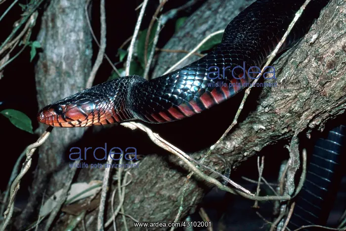 : Florida Indigo Snake : Florida Indigo Snake