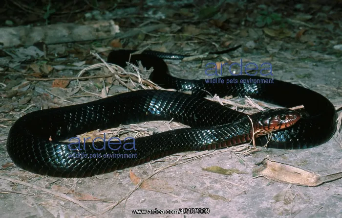 : Florida Indigo Snake : Florida Indigo Snake