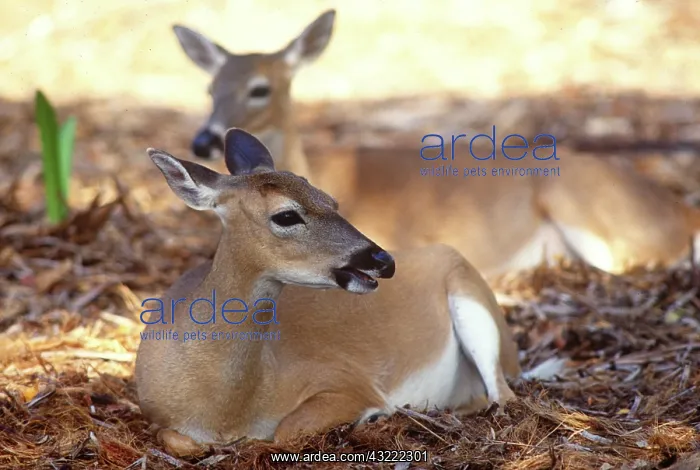 : Florida Key Deer found on Big Pine Key : Florida Key Deer found on Big Pine Key
