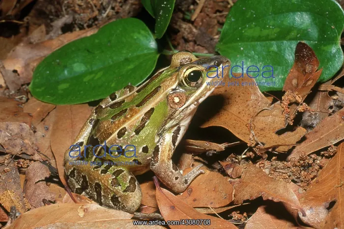 : Florida Leopard Frog : Florida Leopard Frog