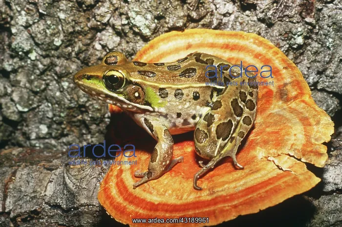 : Florida Leopard Frog : Florida Leopard Frog