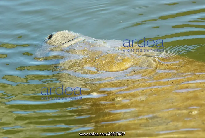 : Florida Manatee (a form of West Indian Manatee) : Florida Manatee (a form of West Indian Manatee)