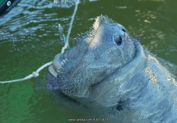 : Florida Manatee (a form of West Indian Manatee) : Florida Manatee (a form of West Indian Manatee)