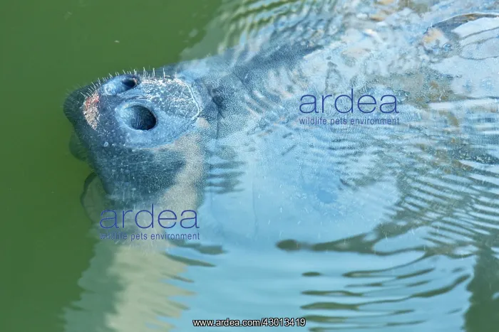 : Florida Manatee (a form of West Indian Manatee) : Florida Manatee (a form of West Indian Manatee)