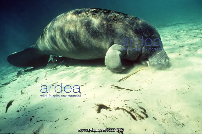 : Florida Manatee - on seabed : Florida Manatee - on seabed