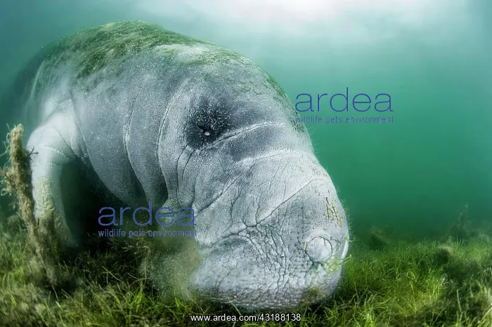 : Florida Manatee (Trichechus manatus latirostris) : Florida Manatee (Trichechus manatus latirostris)