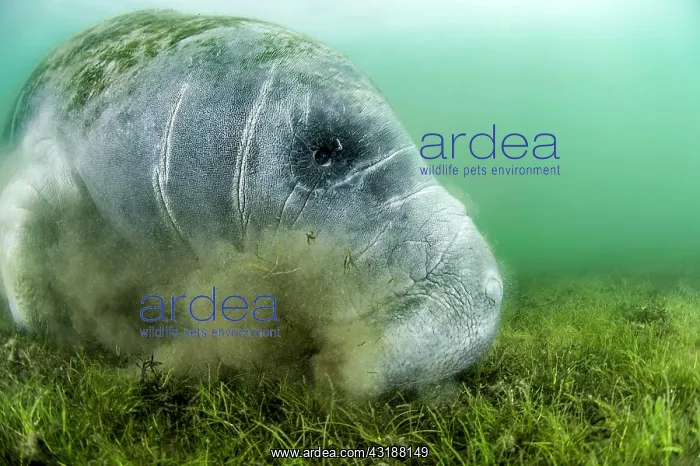 : Florida Manatee (Trichechus manatus latirostris) : Florida Manatee (Trichechus manatus latirostris)