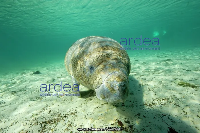 : Florida manatee, Trichechus manatus latirostris, a subspecie : Florida manatee, Trichechus manatus latirostris, a subspecie