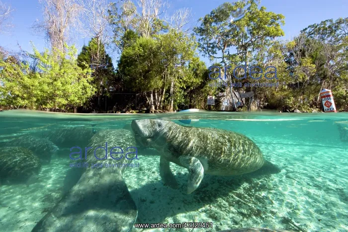 : Florida manatee, Trichechus manatus latirostris, a subspecie : Florida manatee, Trichechus manatus latirostris, a subspecie