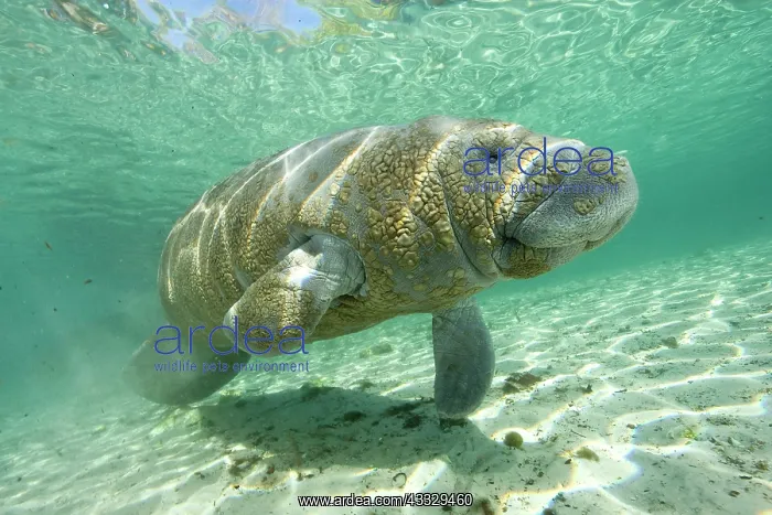  : Florida manatee, Trichechus manatus latirostris, a subspecie