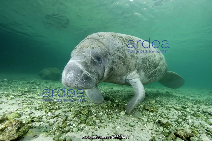  : Florida manatee, Trichechus manatus latirostris, a subspecie