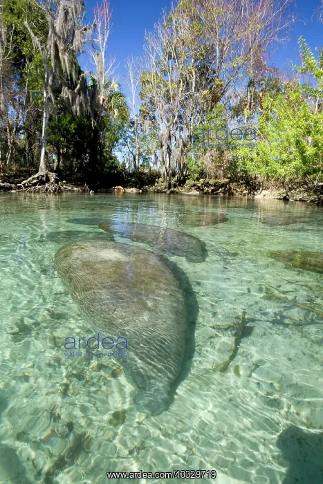 : Florida manatee, Trichechus manatus latirostris, a subspecie : Florida manatee, Trichechus manatus latirostris, a subspecie
