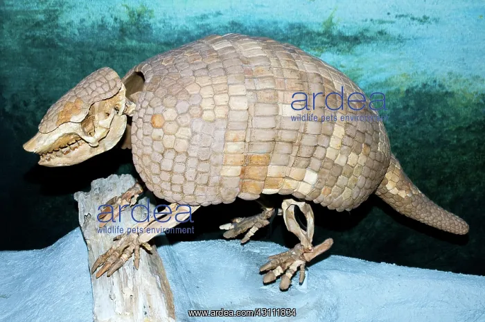 : Florida Pampathere Fossil : Florida Pampathere Fossil