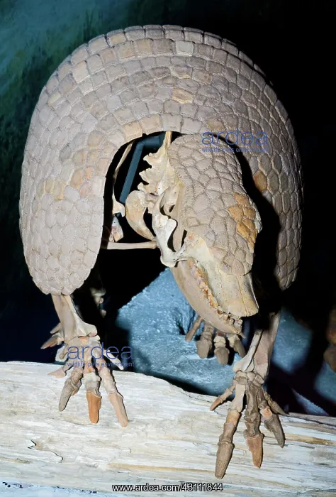 : Florida Pampathere Fossil : Florida Pampathere Fossil