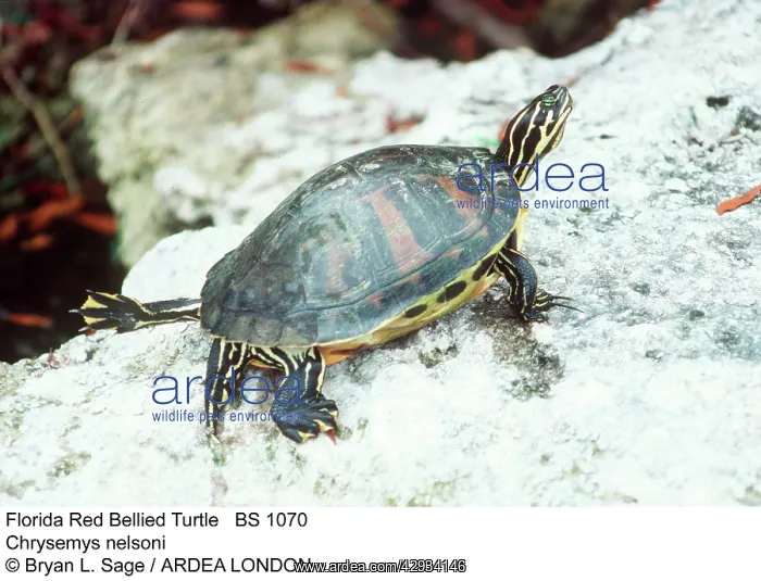 : Florida Red-bellied TURTLE : Florida Red-bellied TURTLE