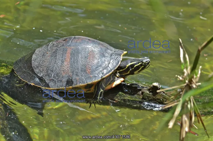 : Florida Red-bellied Turtle : Florida Red-bellied Turtle