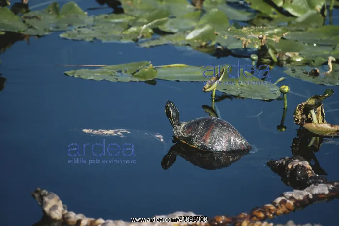 : Florida Red-bellied Turtle : Florida Red-bellied Turtle