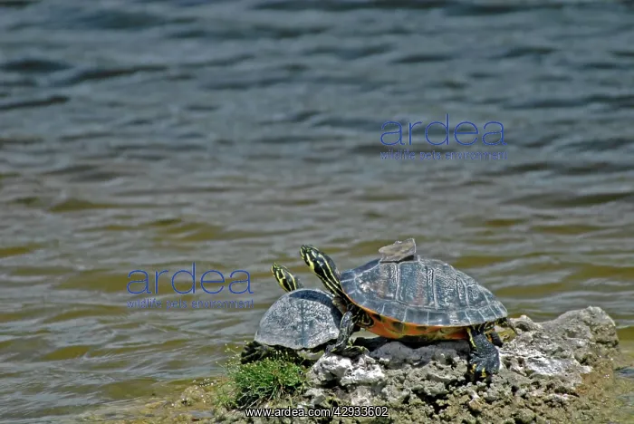 : Florida Red-belly / Redbelly Turtles basking on rock : Florida Red-belly / Redbelly Turtles basking on rock