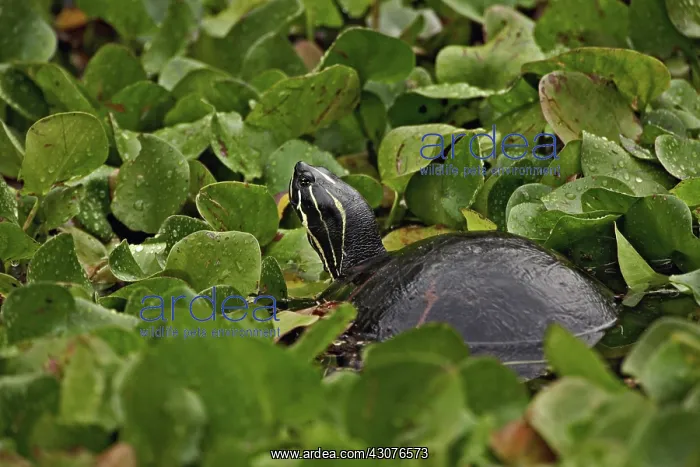 : Florida Redbelly Turtle : Florida Redbelly Turtle