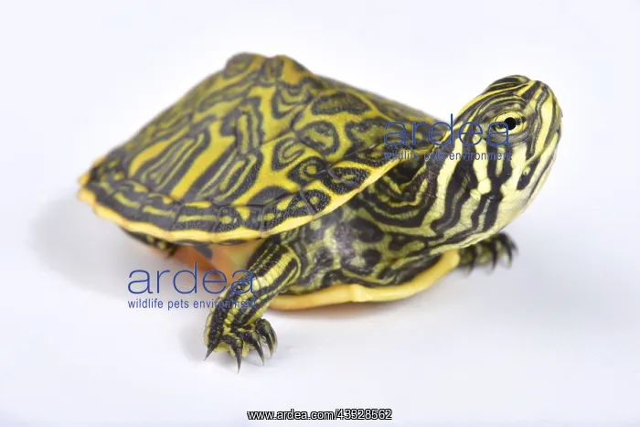 : Florida redbelly turtle (Pseudemys nelsoni) on white : Florida redbelly turtle (Pseudemys nelsoni) on white