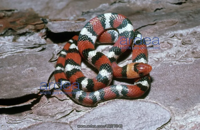 : Florida Scarlet Snake : Florida Scarlet Snake