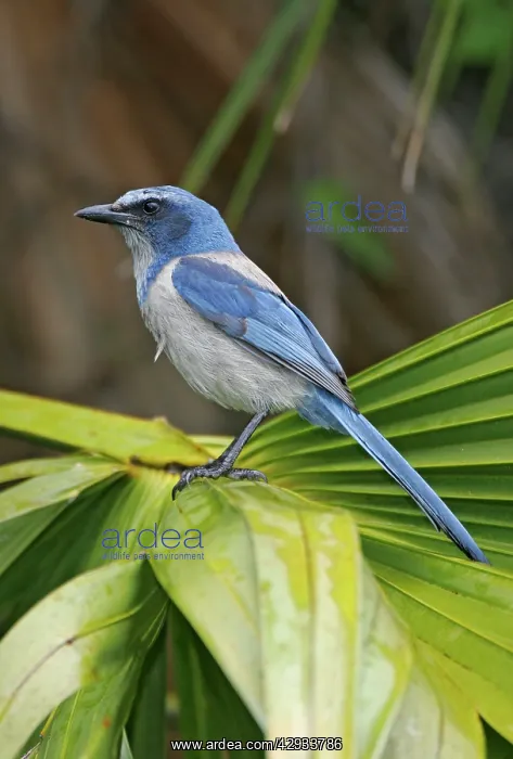 : Florida Scrub Jay : Florida Scrub Jay