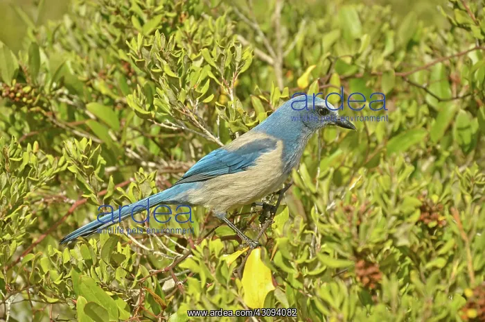 : Florida Scrub Jay : Florida Scrub Jay