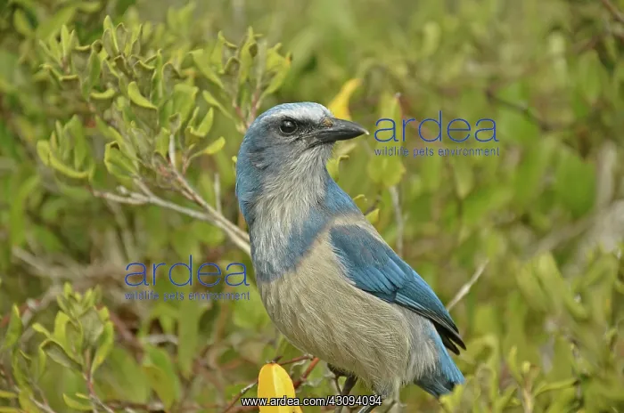 : Florida Scrub Jay : Florida Scrub Jay