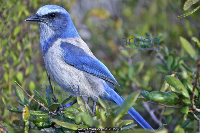 : Florida Scrub Jay : Florida Scrub Jay