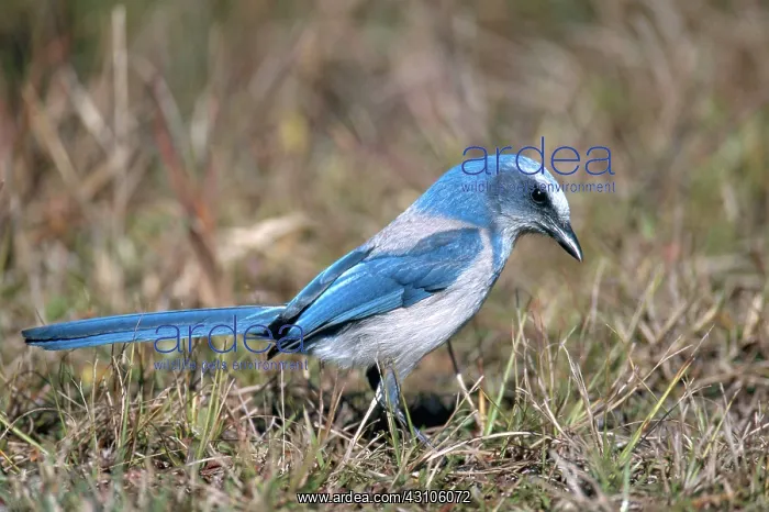 : Florida Scrub Jay : Florida Scrub Jay