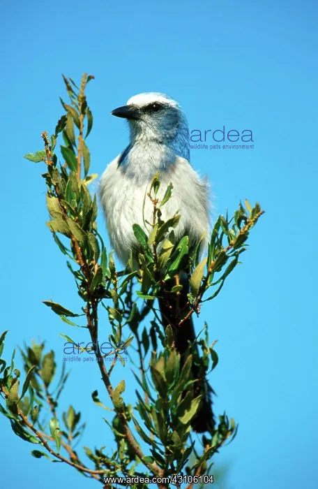 : Florida Scrub Jay : Florida Scrub Jay