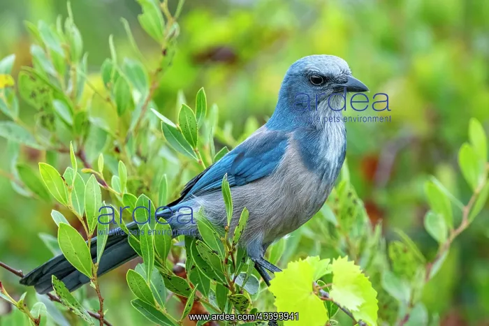 : Florida scrub jay, Florida : Florida scrub jay, Florida