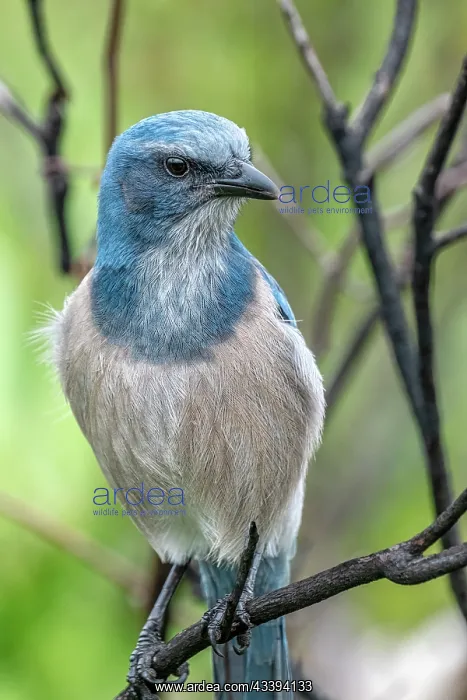 : Florida scrub jay, Florida : Florida scrub jay, Florida