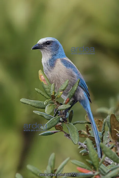 : Florida scrub jay, Merritt Island National Wildlife : Florida scrub jay, Merritt Island National Wildlife