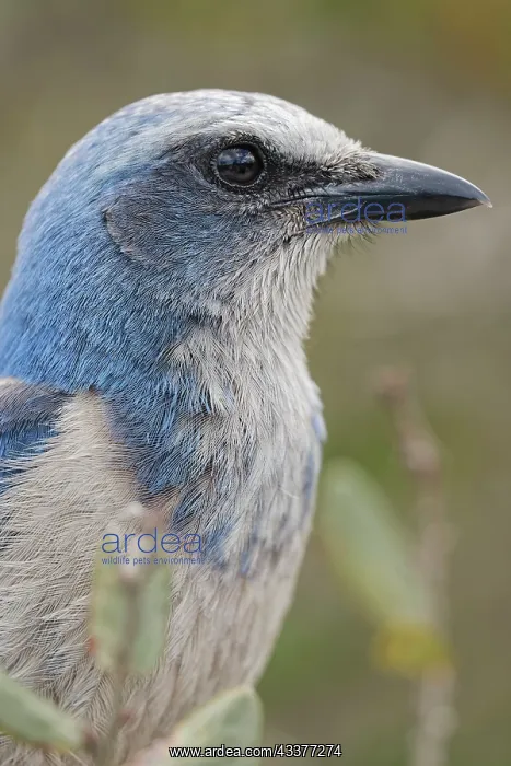 : Florida scrub jay, Merritt Island National Wildlife : Florida scrub jay, Merritt Island National Wildlife